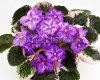 African Violet LE-RAFAEL